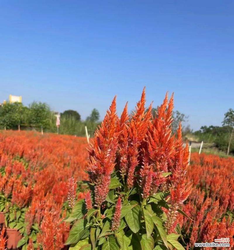 鸡冠花的花语 鸡冠花的花语