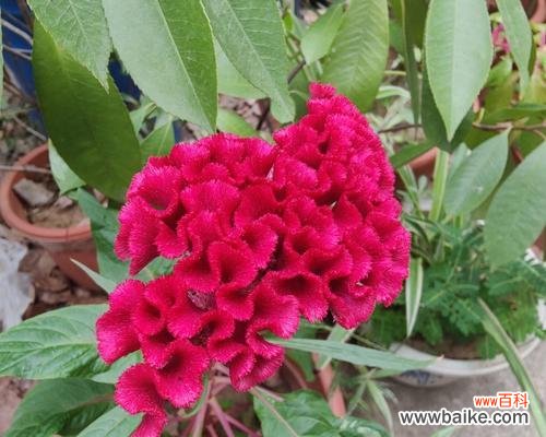 探寻鸡冠花的意义与美丽 鸡冠花