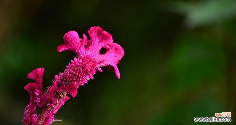 探寻鸡冠花的意义与美丽 鸡冠花