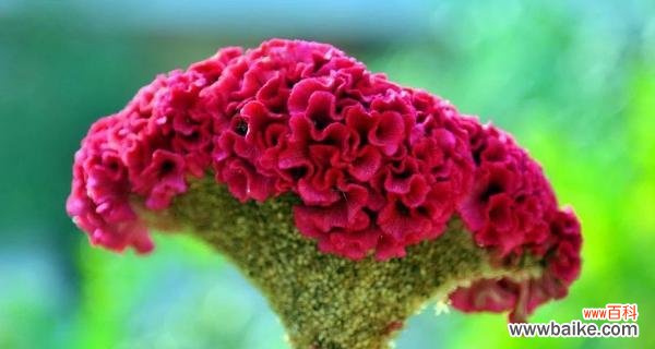 揭开红色鸡冠花的心灵密码 红色鸡冠花的美丽花语