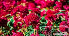 揭开红色鸡冠花的心灵密码 红色鸡冠花的美丽花语