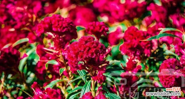 揭开红色鸡冠花的心灵密码 红色鸡冠花的美丽花语