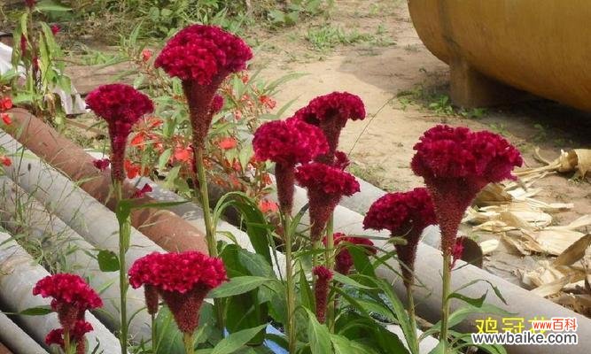揭开鸡冠花的花语之谜 鸡冠花
