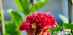 揭开鸡冠花的花语之谜 鸡冠花