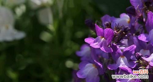 姬金鱼草的神秘之美和深刻寓意 探寻姬金鱼草的花语寓意——从花朵到人生启示