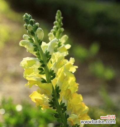 姬金鱼草的神秘之美和深刻寓意 探寻姬金鱼草的花语寓意——从花朵到人生启示