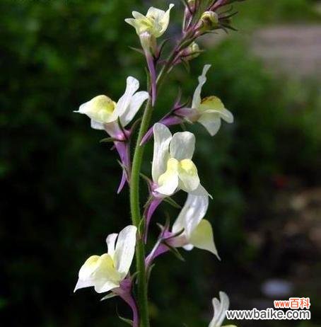 姬金鱼草的神秘之美和深刻寓意 探寻姬金鱼草的花语寓意——从花朵到人生启示