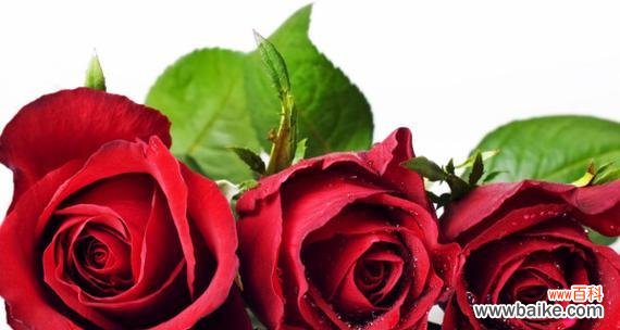 几朵玫瑰花意味着什么 玫瑰花的象征意义及数目