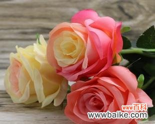 几朵玫瑰花意味着什么 玫瑰花的象征意义及数目