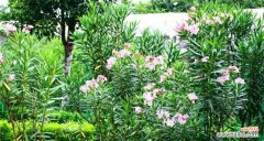 夹竹桃花语是什么意思 夹竹桃花语