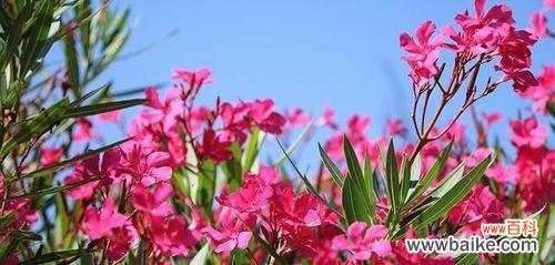 夹竹桃花语是什么意思 夹竹桃花语