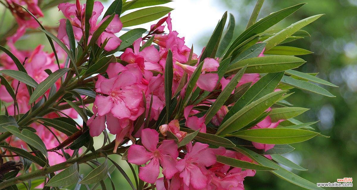 揭示夹竹桃花的情感象征和传递之美 夹竹桃花的花语