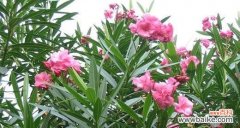 揭示夹竹桃花的情感象征和传递之美 夹竹桃花的花语