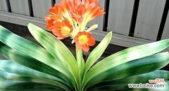 家庭幸福的象征和美好祝愿 君子兰开花的寓意