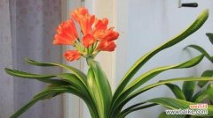 家居美学中的君子兰 君子兰开花的寓意