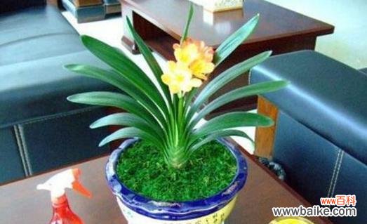 家居美学中的君子兰 君子兰开花的寓意