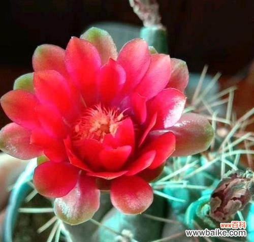 解读仙人球开花的象征意义 家中仙人球盛开，寓意何在