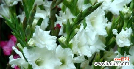 剑兰花寓意的探索与解读 剑兰花的美丽与坚韧