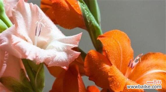 剑兰花寓意的探索与解读 剑兰花的美丽与坚韧