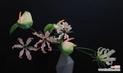 嘉兰花的美丽与意义 嘉兰的花语及其文化背景