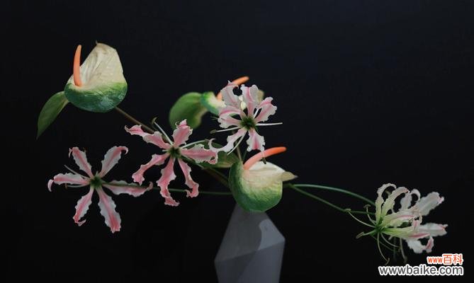 嘉兰花的美丽与意义 嘉兰的花语及其文化背景