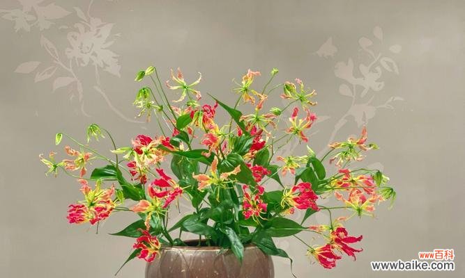 嘉兰花的美丽与意义 嘉兰的花语及其文化背景