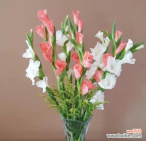 揭示剑兰花的含义与象征 剑兰花的花语和寓意