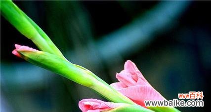 揭示剑兰花的含义与象征 剑兰花的花语和寓意