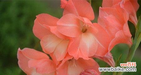 揭示剑兰花的含义与象征 剑兰花的花语和寓意