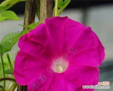 红色牵牛花代表什么？它在花卉语言中传递了哪些信息？