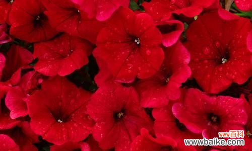 红色牵牛花代表什么？它在花卉语言中传递了哪些信息？