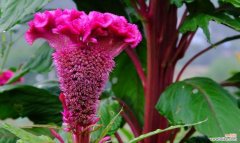 红色和黄色花搭配有何寓意？它们象征着什么？