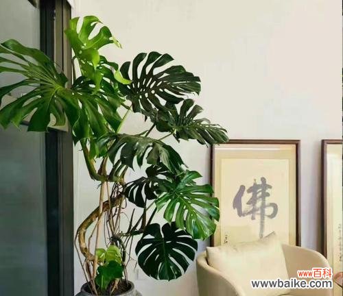 哪些花象征健康？如何选择寓意健康的花篮？