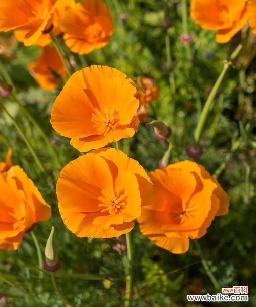 橙色花为何象征爱情?橙色花的花语是什么?