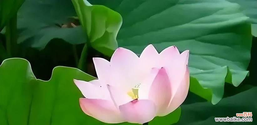 象征爱情事业双丰收的花是什么?哪种花代表双丰收?