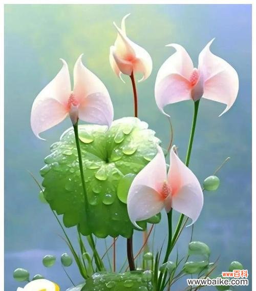 寓意平安健康开心的花有哪些？它们象征着什么？