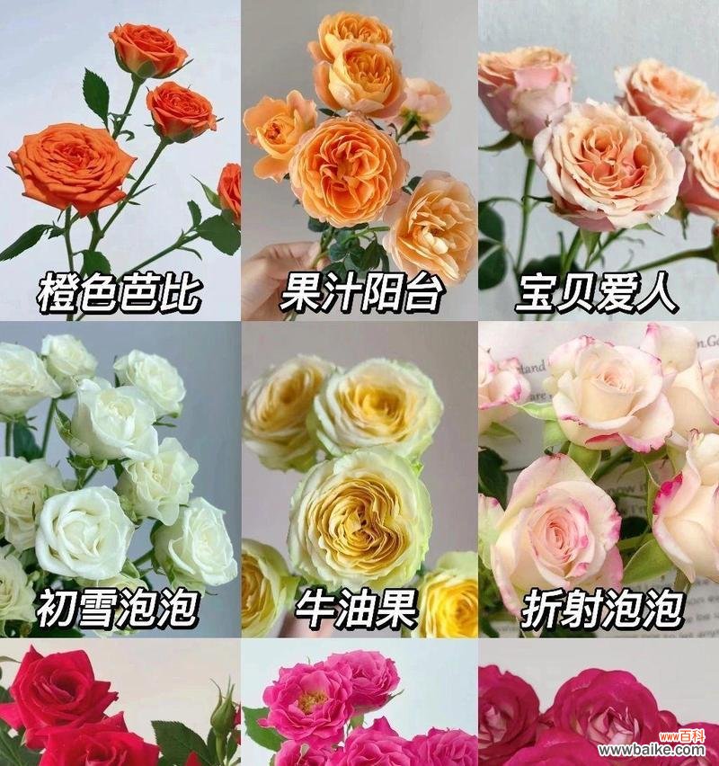 花的颜色有哪些含义特点?