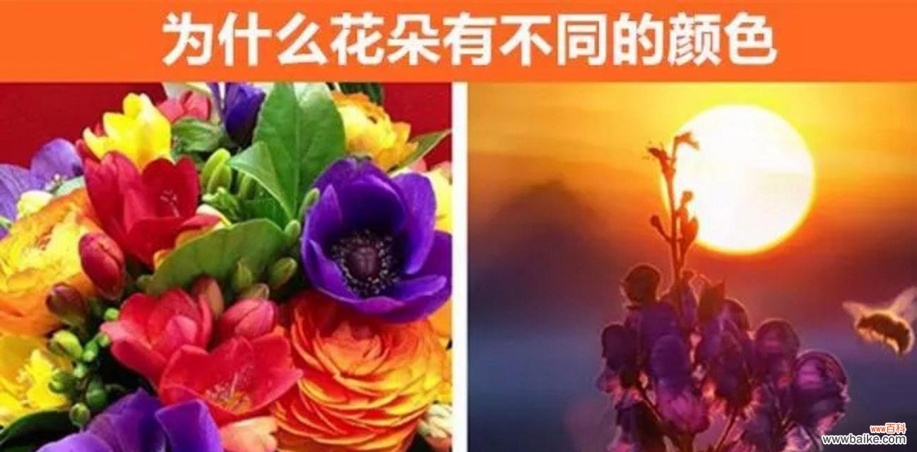 花的颜色有哪些含义特点?