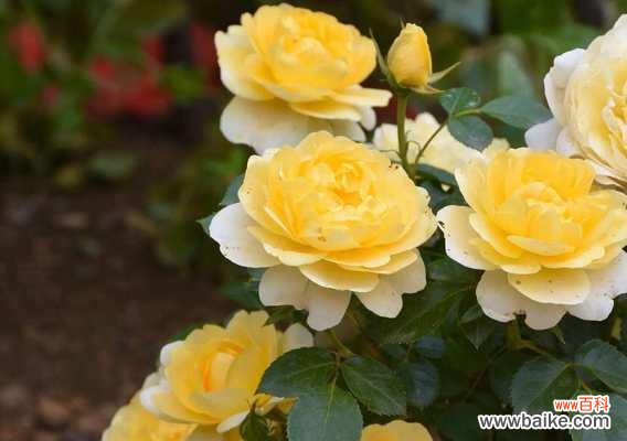 黄色花的寓意是什么？黄色花代表什么？