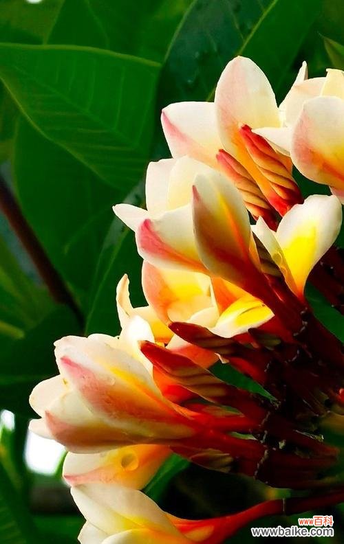 黄色花的寓意是什么？黄色花代表什么？