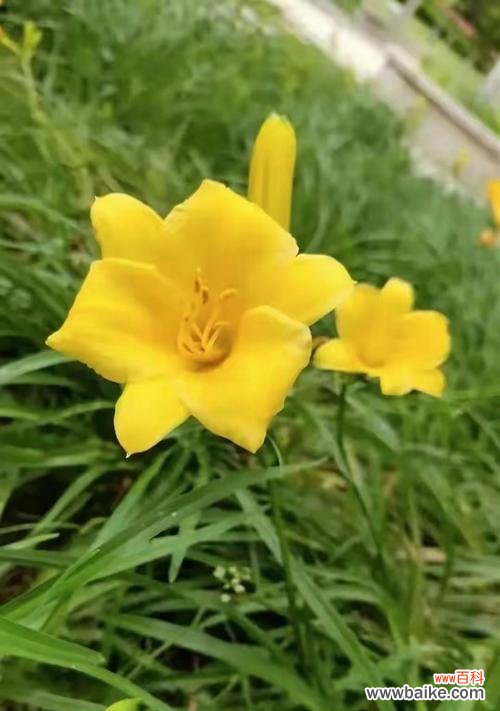 黄色花的寓意是什么？黄色花代表什么？