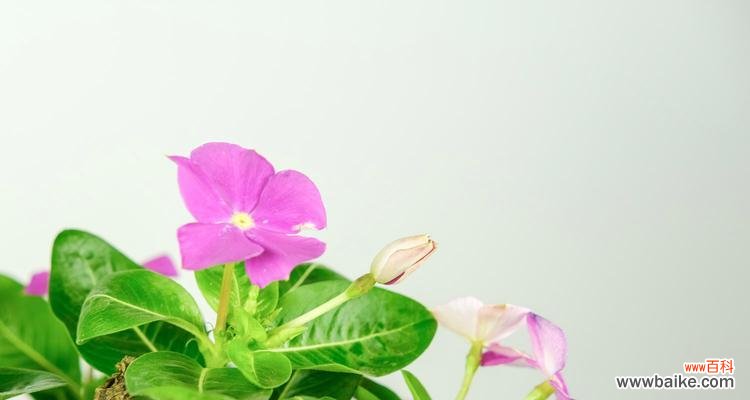 探寻长春花的寓意与象征意义 长春花