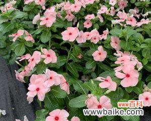 探寻长春花的寓意与象征意义 长春花