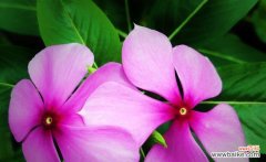 长春花花语是什么？长春花传递的情感与意义 长春花花语之美——揭秘花语的秘密