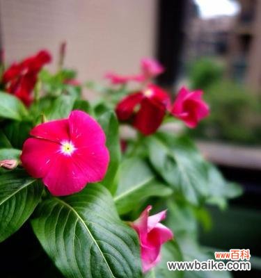 传递希望与忍耐，长春花犹如人生之春 长春花