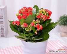 传承千年的长寿之花 长寿花的象征与寓意