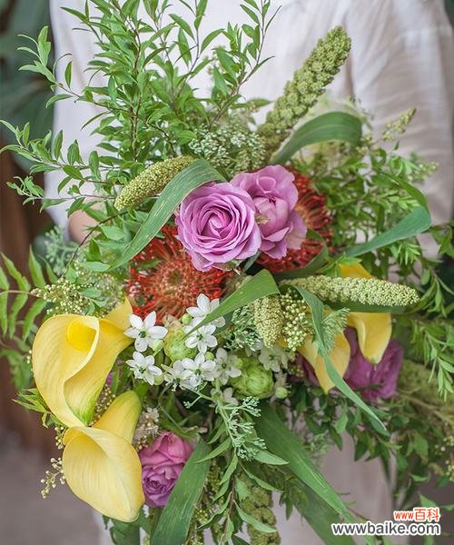 了解针垫花的花语,做好养护工作 针垫花的养护指南