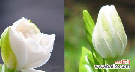 探究栀子花的象征意义，了解栀子花花语的文化内涵 栀子花的花语与含义