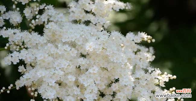 探寻珍珠梅花所蕴含的深刻内涵 珍珠梅花