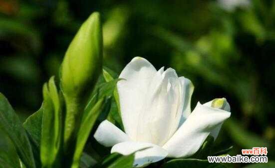 揭示栀子花的美丽与哲学 栀子花的寓意与象征意义